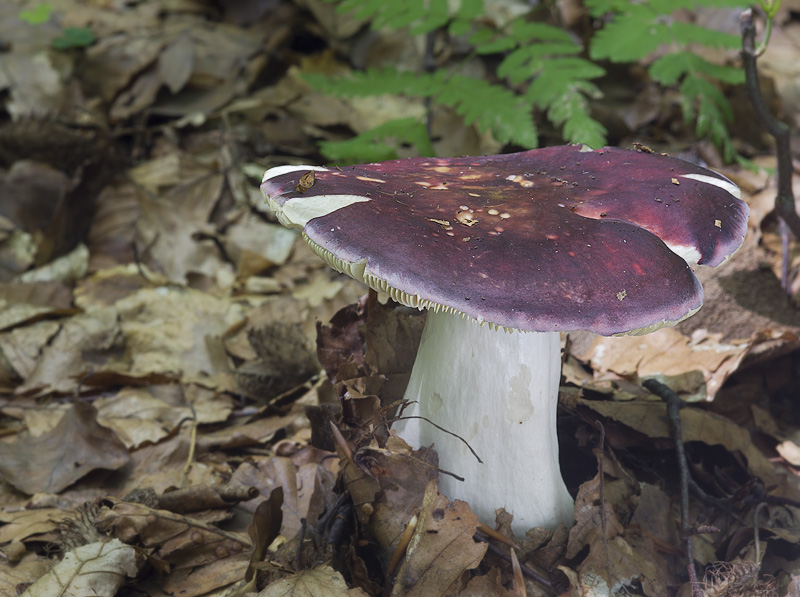 Russula romellii